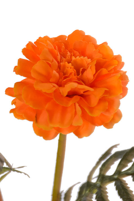 24.5" Marigold Spray Orange