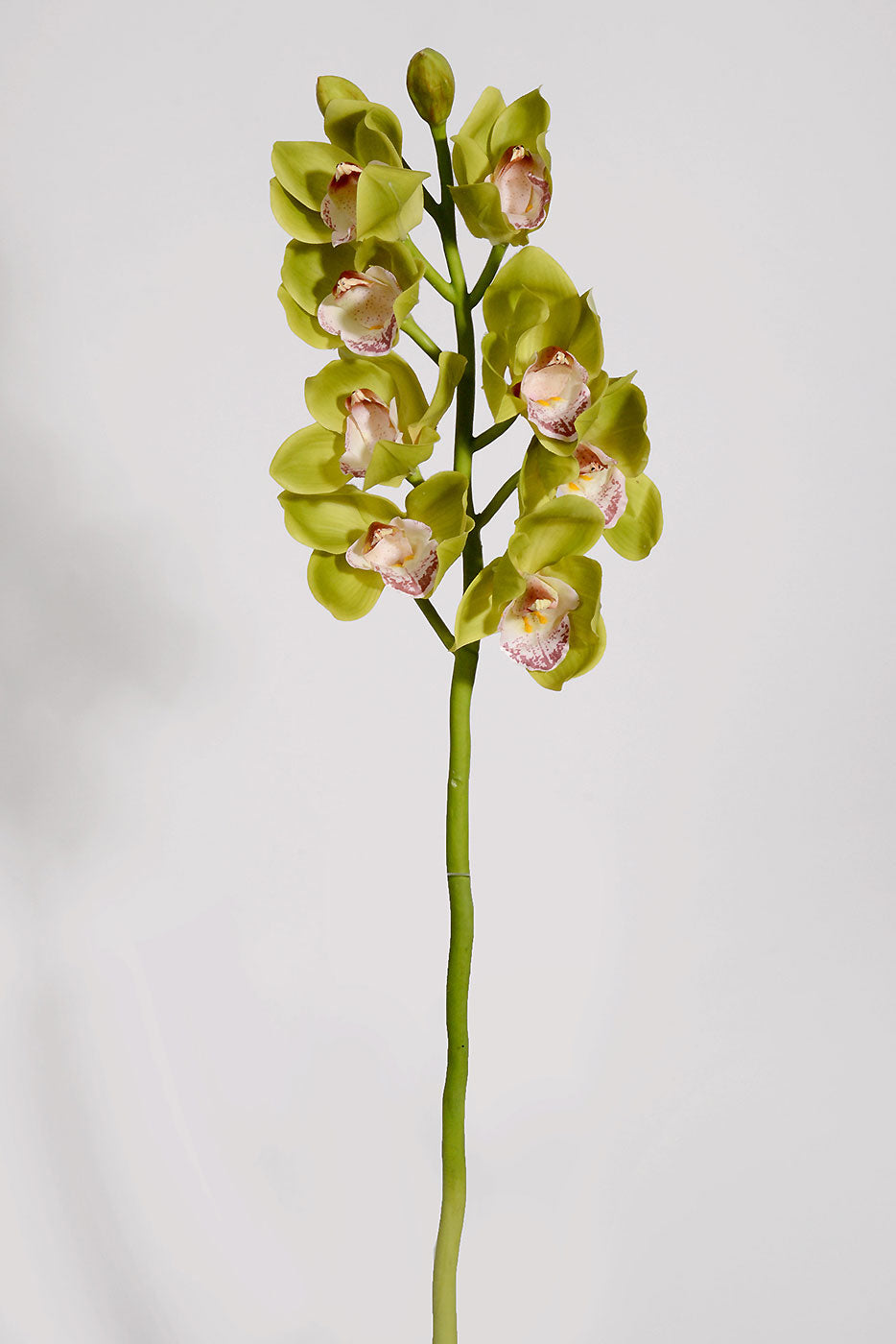 28.5" Silk Cymbidium Orchid Spray Green/Burgundy