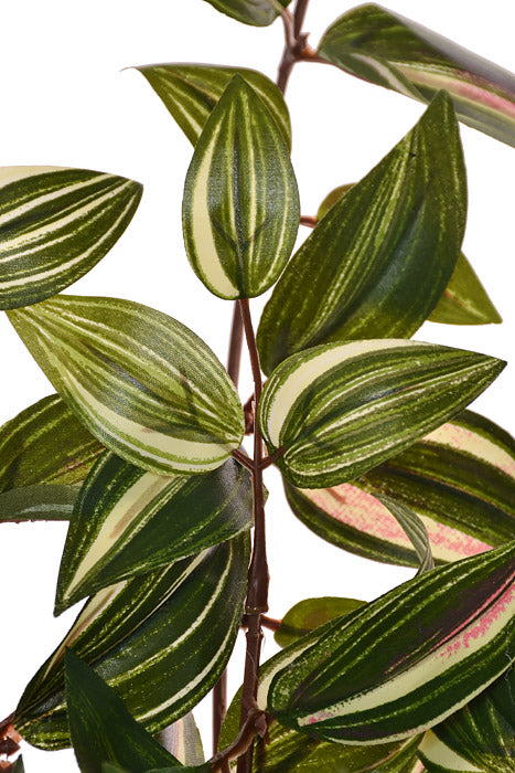 22.5" Wander Jew High Bush Green/Cream