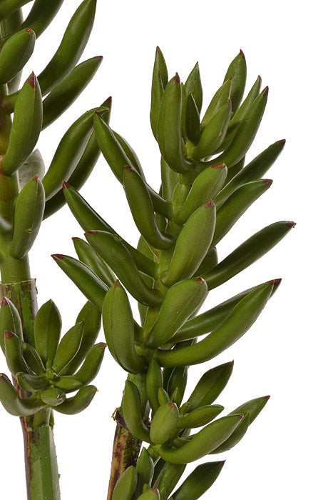 16" Succulent Spray Green