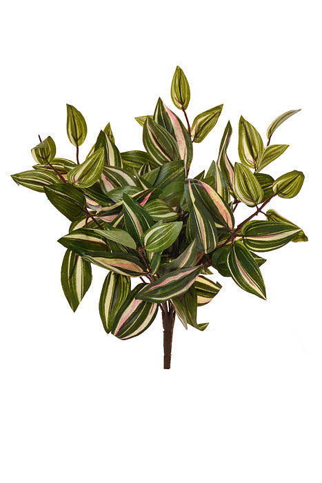 12" Medium Wandering Jew High Bush Green/Cream