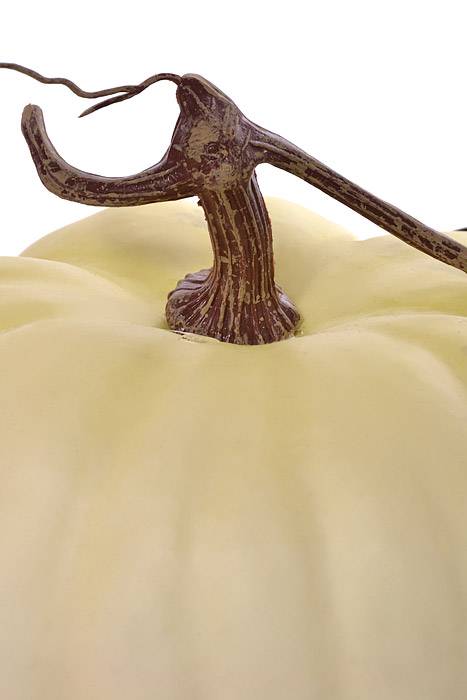 9" X 5" Latex Harvest Pumpkin w/ Vine Cream