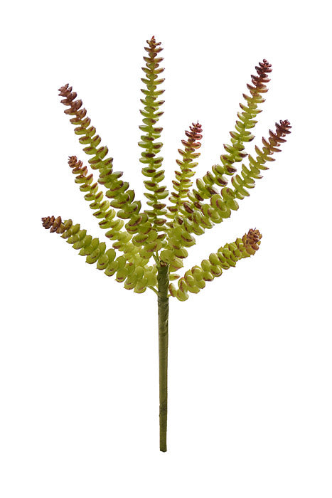 14" Crassula Green