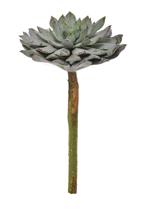 8" Sempervivum Green