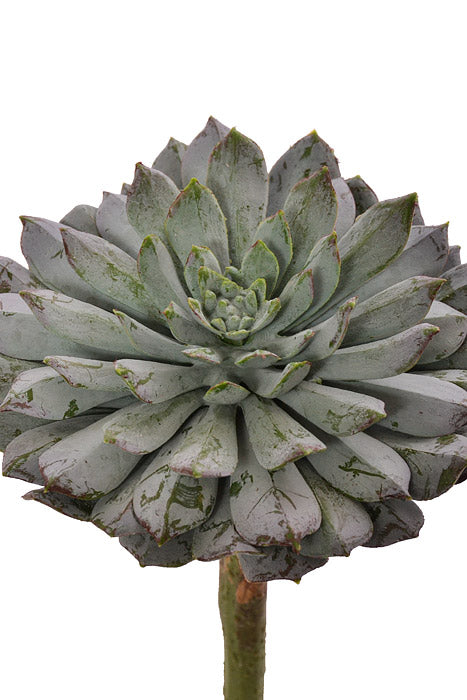 8" Sempervivum Green
