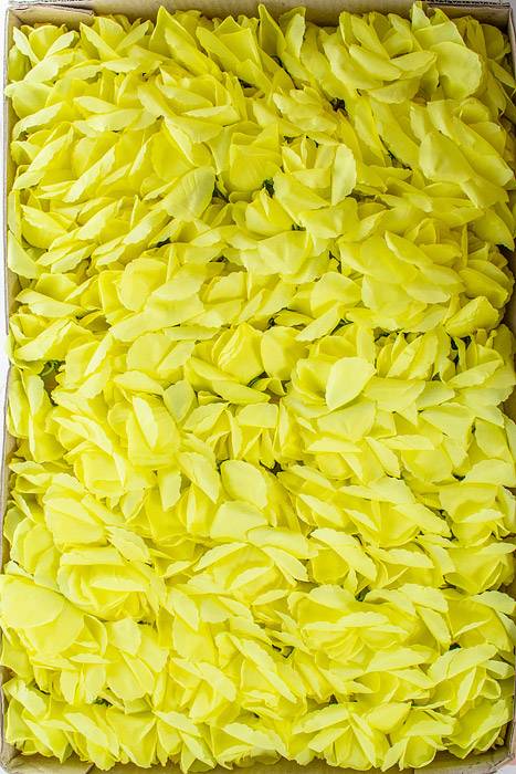7" Rose Pick Yellow Pkg/100