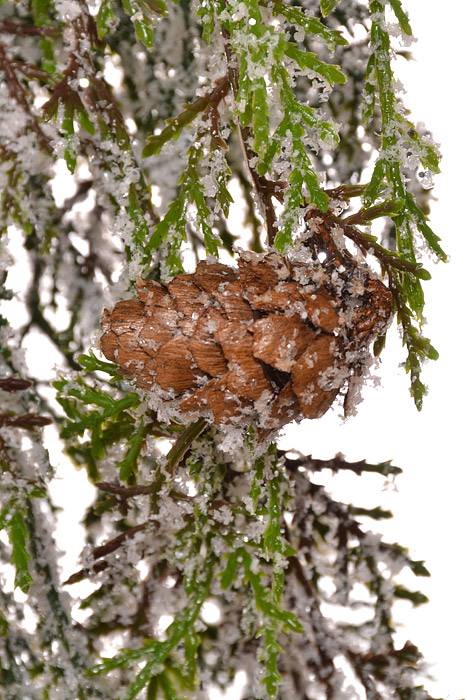 6ft Cedar Garland Cascade Iced Green
