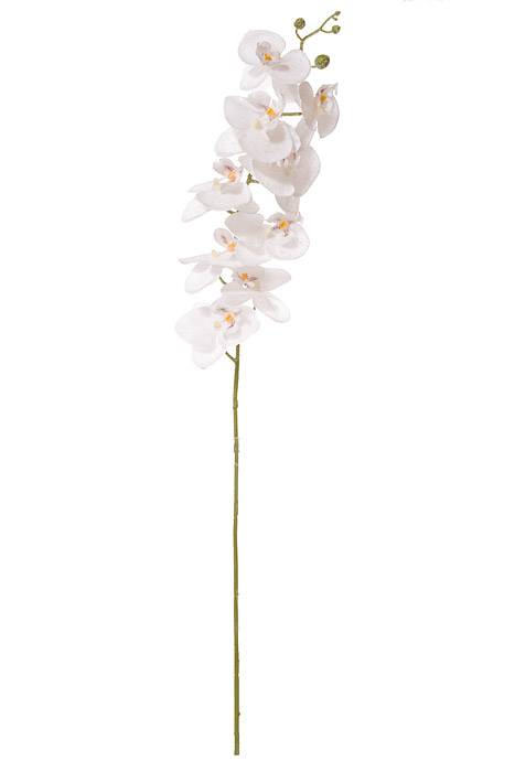 34" Phalaenopsis Snow Spray White