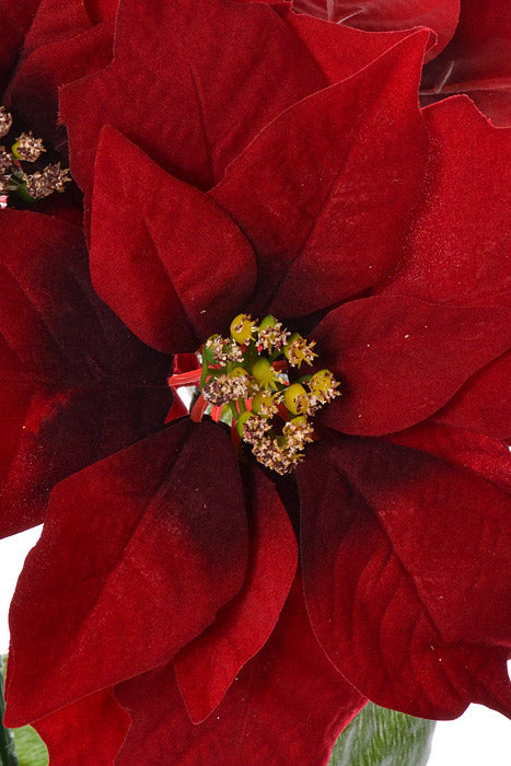 20" Poinsettia Bush Black/Red