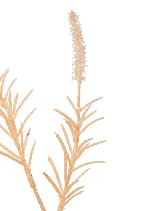 39" Setaria Bush Ivory