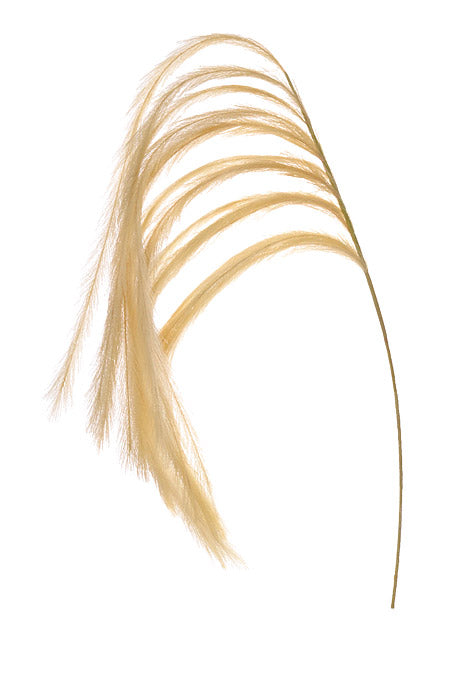 62" Pampas Stem Natural