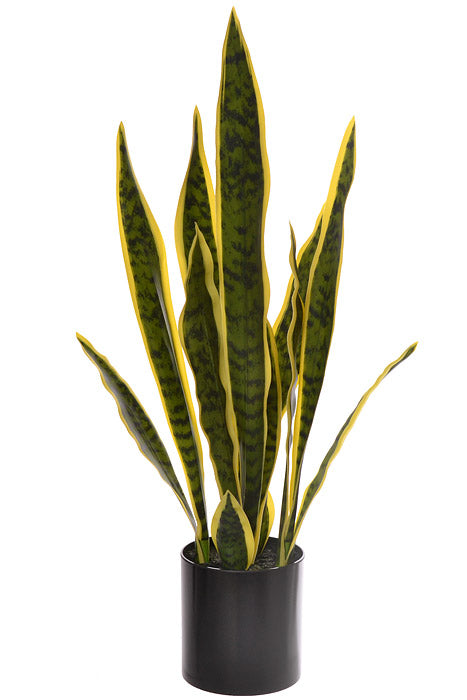 26" Sansevieria In Black Pot Variegated