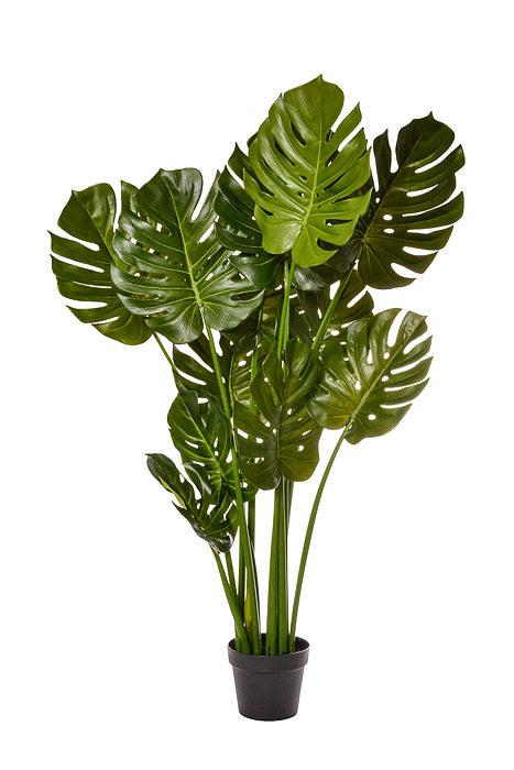 48" Split Philo Plant In Pot Green