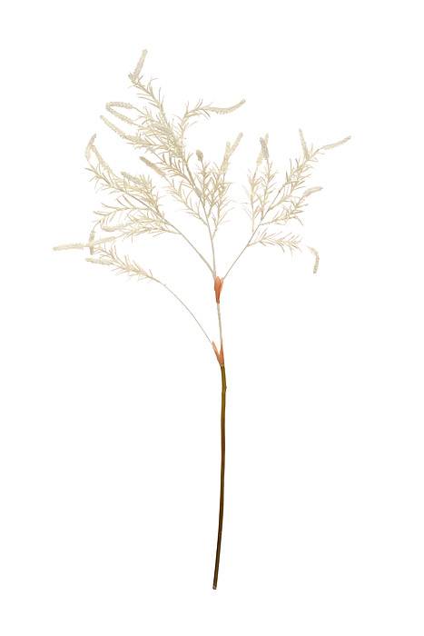 39" Setaria Bush White