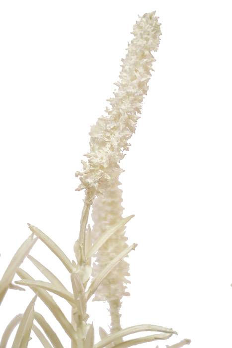 39" Setaria Bush White