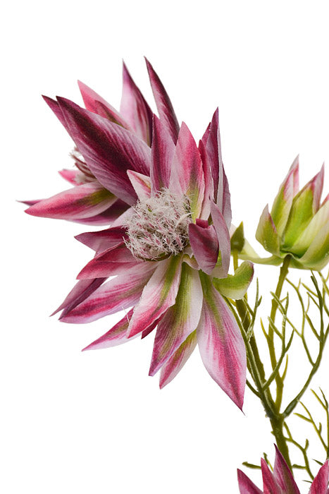 25.5" Silk Serruria Florida Spray Beauty