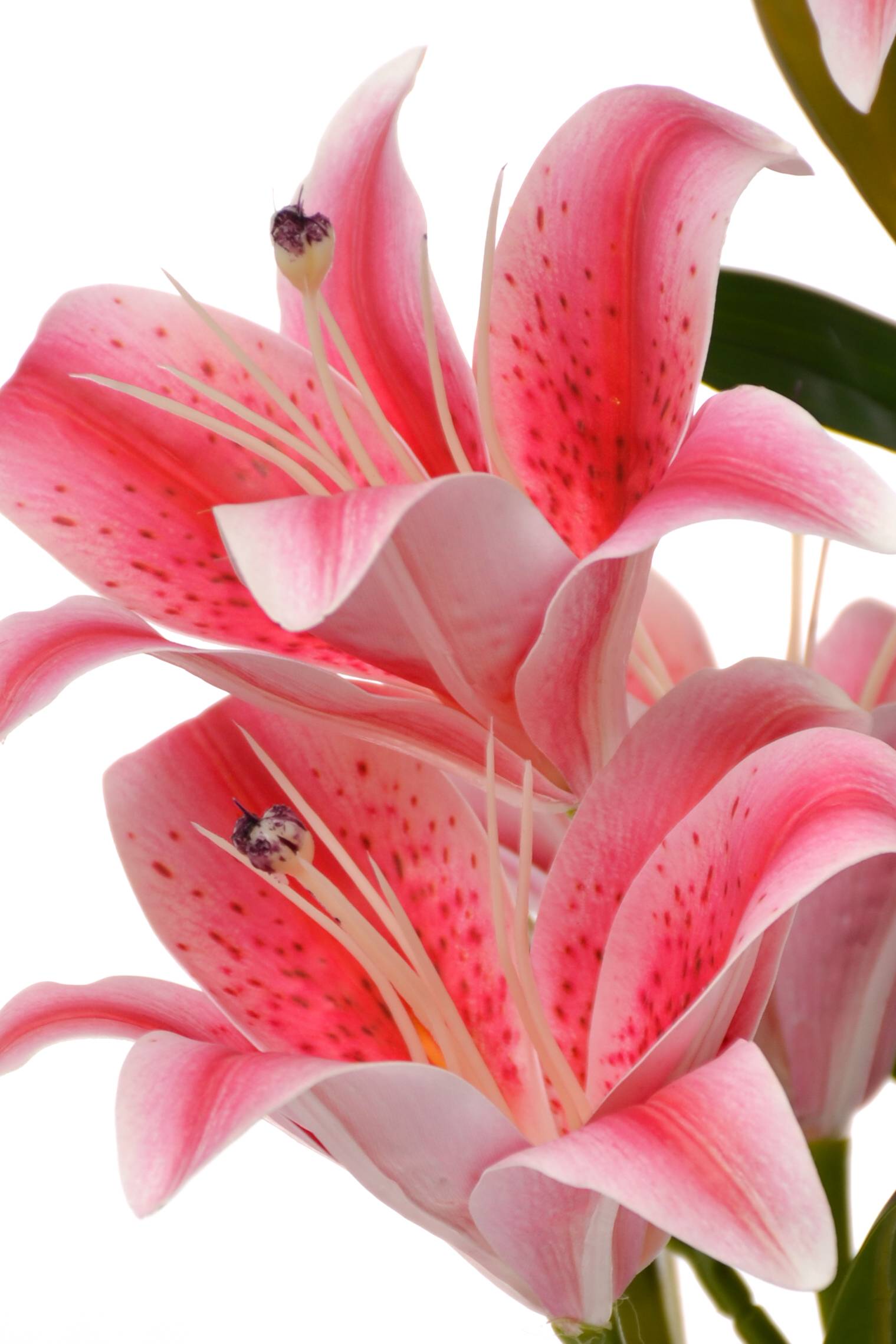 22" Silk Lily Bush Pink