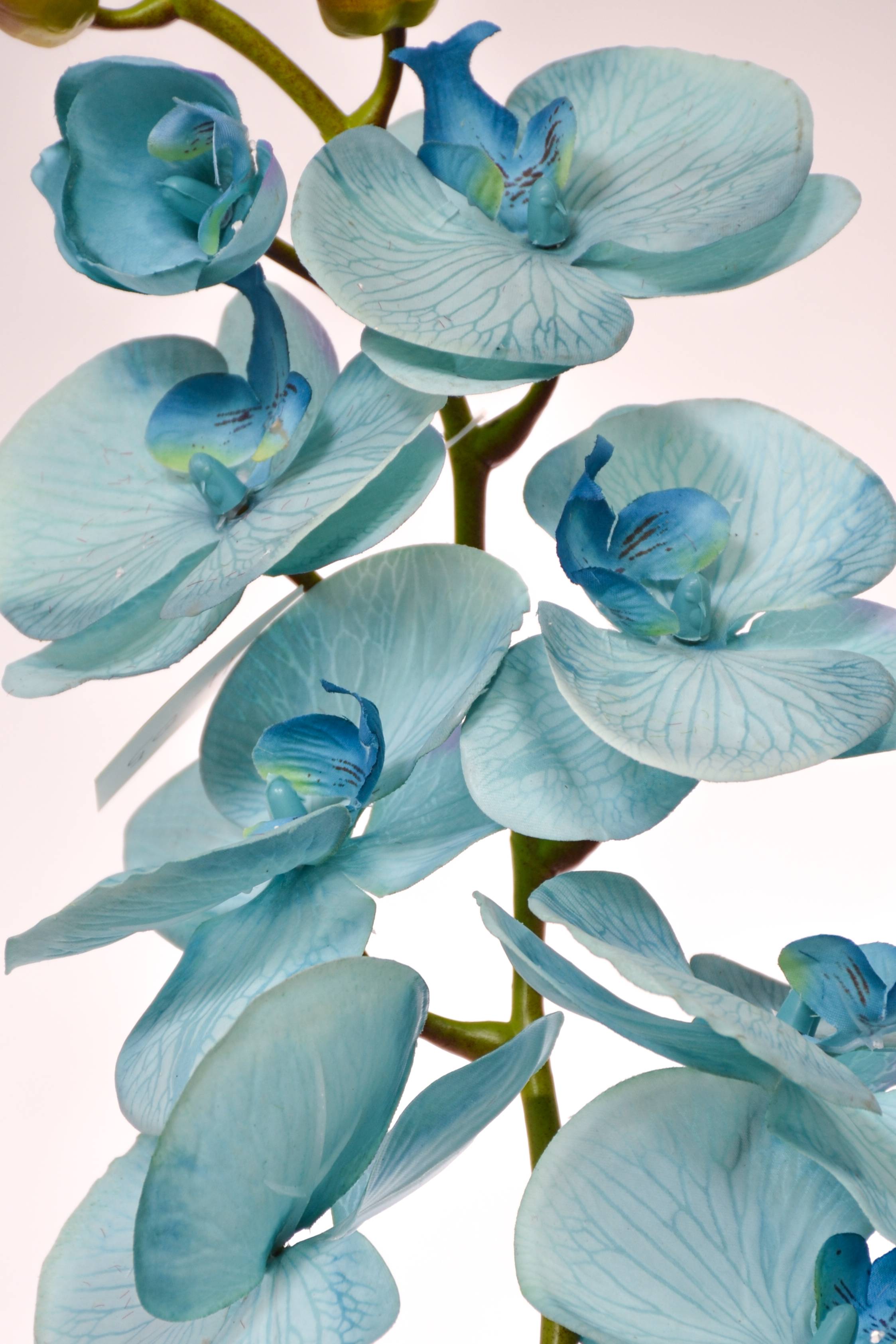 40" Silk Phalaenopsis Spray Blue