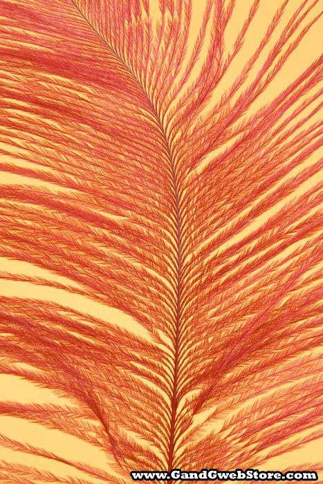 12"-14" Ostrich Feather Red Pkg/12