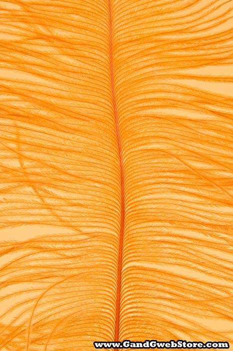 12"-14" Ostrich Feather Orange Pkg/12