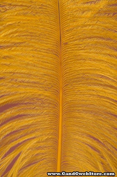 12"-14" Ostrich Feather Gold Pkg/12