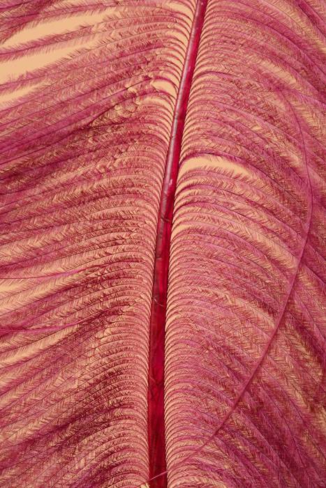 22" - 26" Ostrich Feather Wine Pkg/6