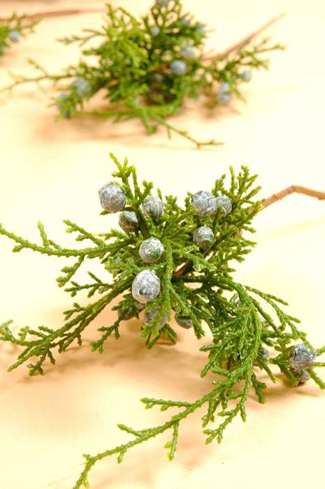 9" Juniper Pick Pkg/12