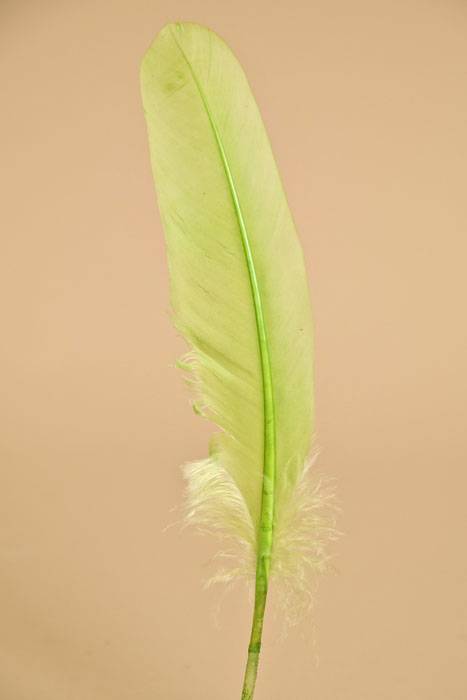 6"- 8" Goose Feather Apple Green Pkg/50