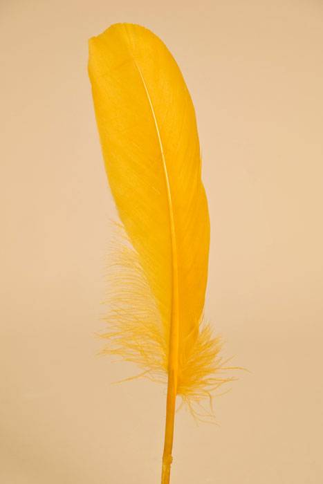6"- 8" Goose Feather Gold Pkg/50