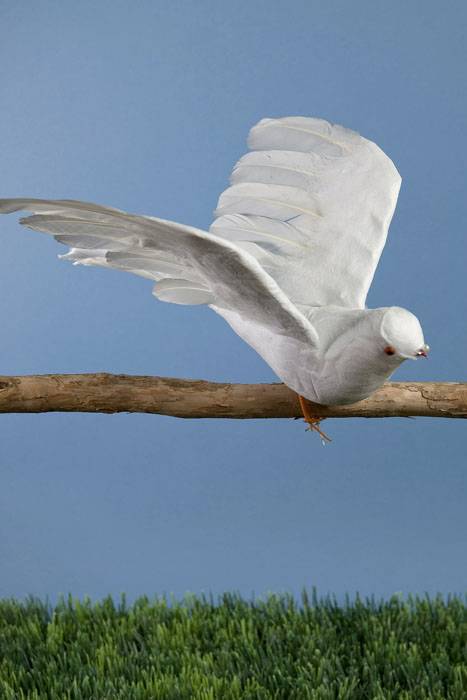 10" Feather/cotton Flying Dove Pkg/12