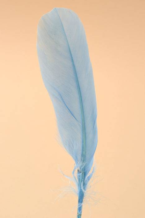 6" - 8" Goose Feather Light Blue Pkg/50