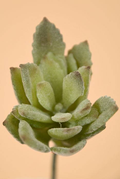 3" Baby Agave Pick Green