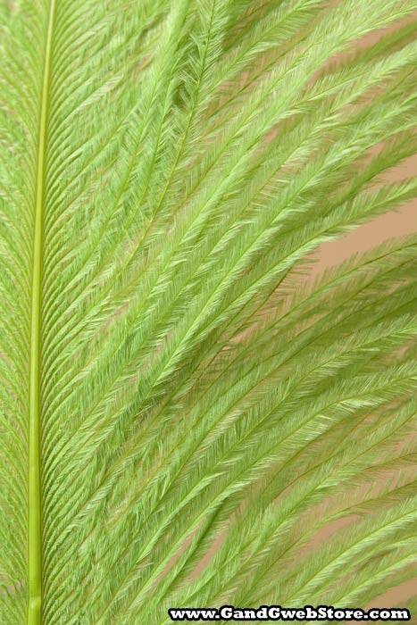 18"-22" Ostrich Feather Lime Pkg/12