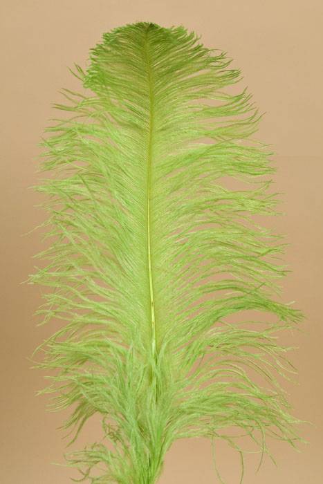 18"- 22" Single Ostrich Feather Lime Green