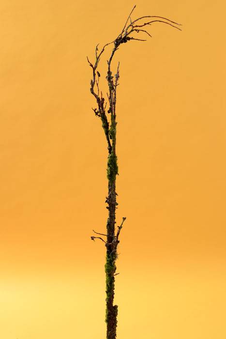 45" Mossy Branch Green