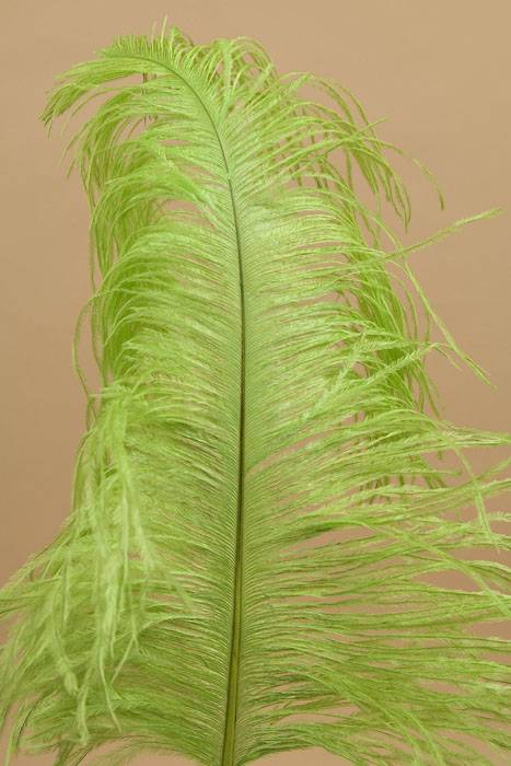 14"-16" Ostrich Feather Lime Pkg/12