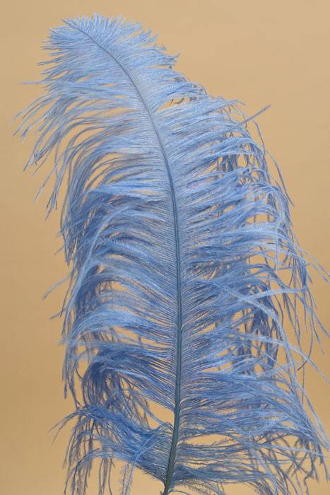 14"-16" Ostrich Feather Lt.blue Pkg/12