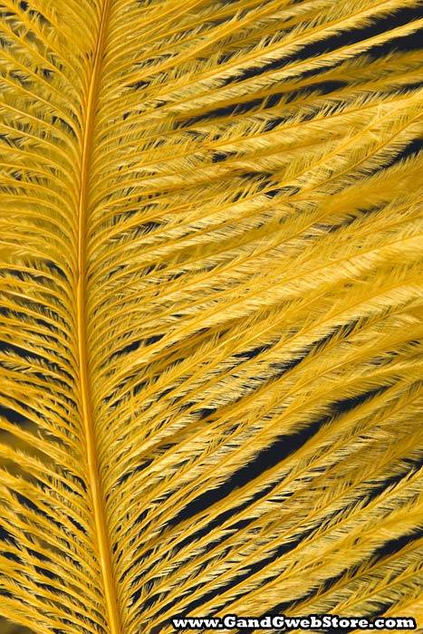 14"-16" Ostrich Feather Gold Pkg/12