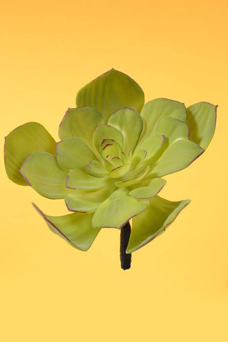 6" Flocked Echeveria Moss Green