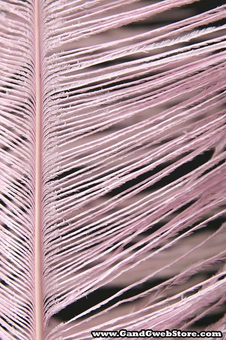 14"-16" Ostrich Feather Hot Pink Pkg/12