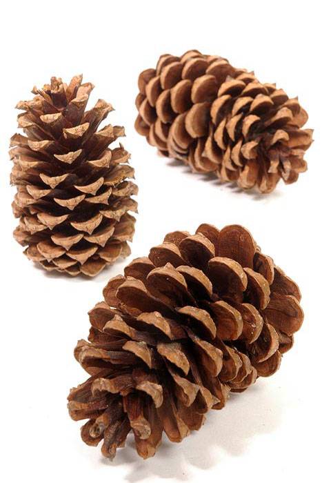 2.5-4" Medium Pine Cones Natural (~15-20 pcs)