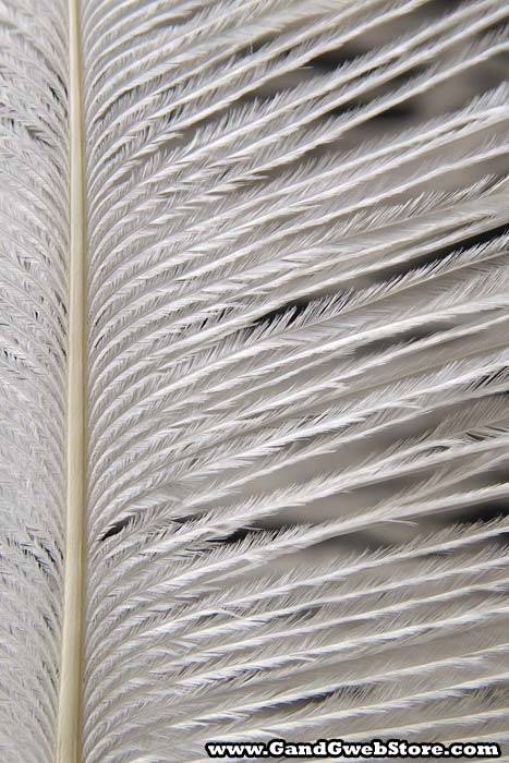 18"-22" Ostrich Feather White Pkg/12
