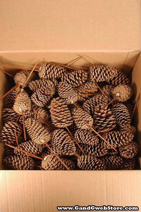 Medium Cone W/pick Natural Box/100