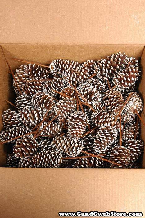 White Tips Medium Cone W/pick Natural/white Box/100