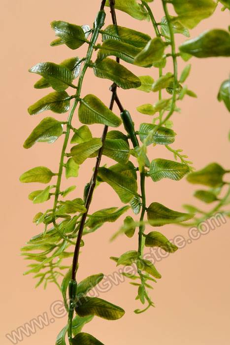 25" Buckler Fern Bush Green