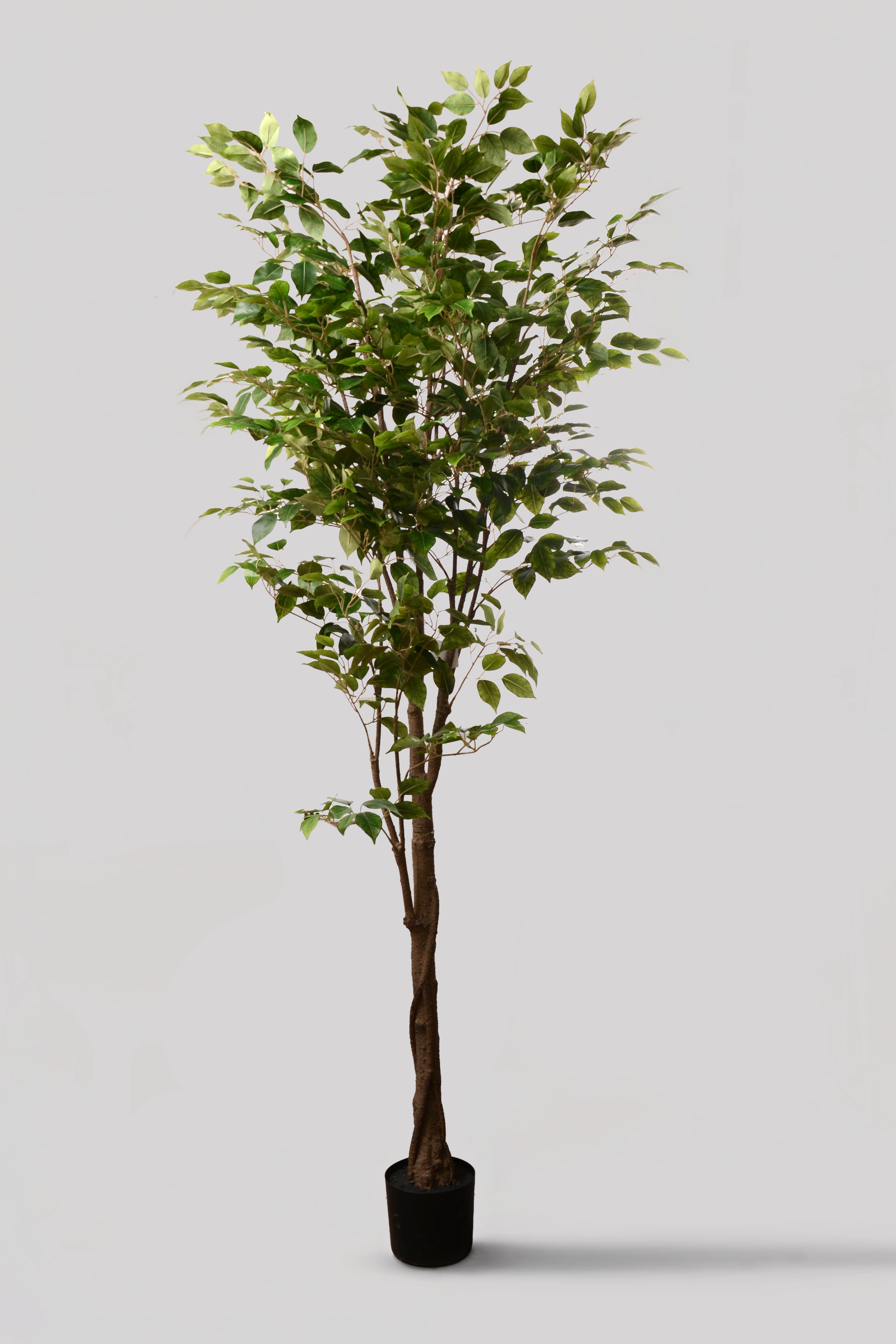 7Ft Artificial Kd Ptd Uv Treat Ficus Tree Tt/Green