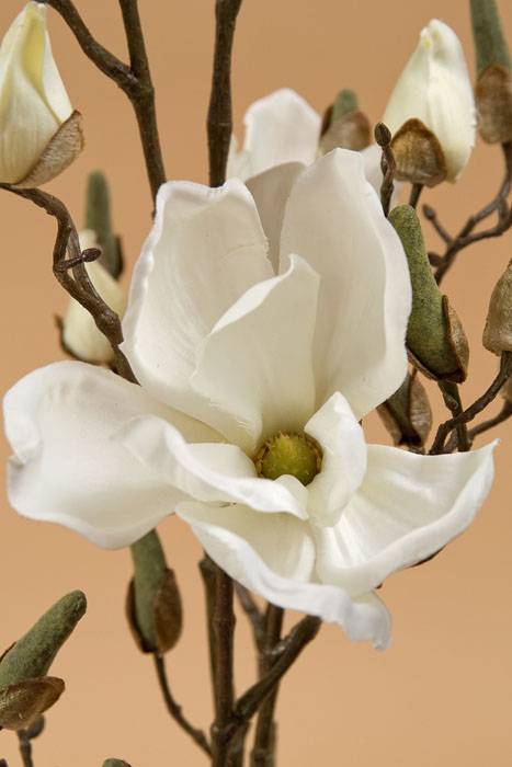 44" Magnolia Spray Cream