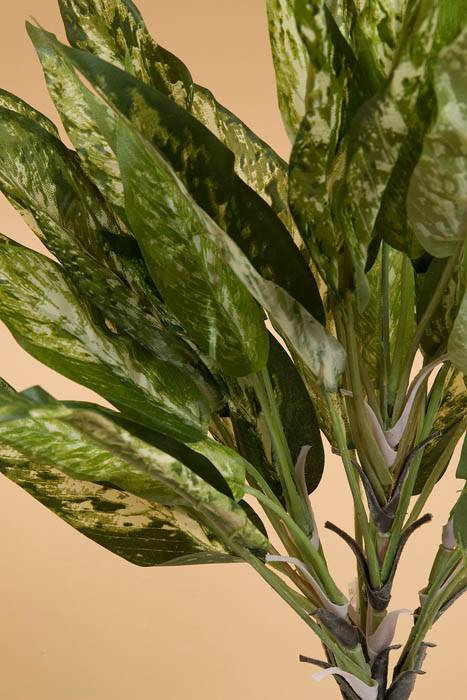 18.5" Aglaonema Bush Green