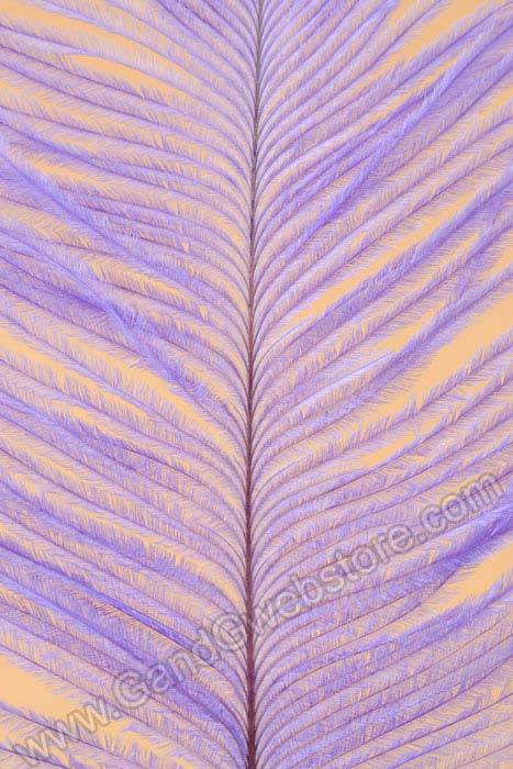 12" - 14" Ostrich Feather Lavender Pkg/12