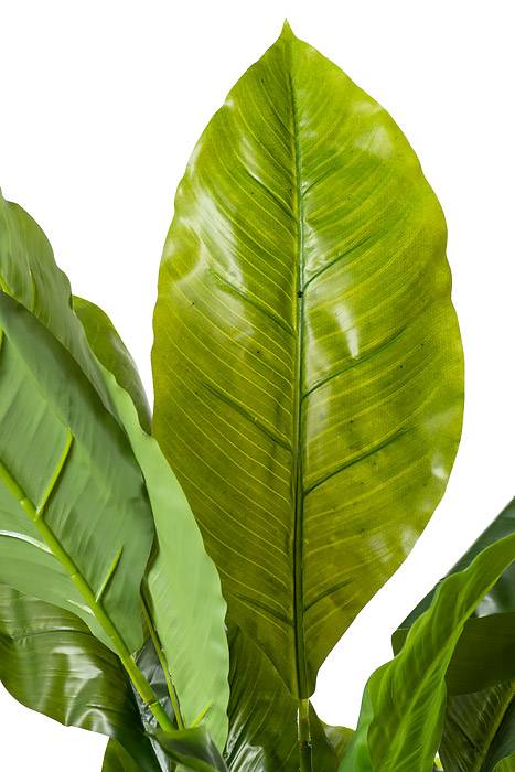 46" Ptd. Pu Nat Touch Spathiphylum Green